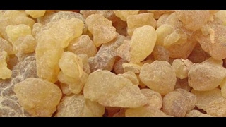 فوائد اللبان المر للحامل يوتيوب