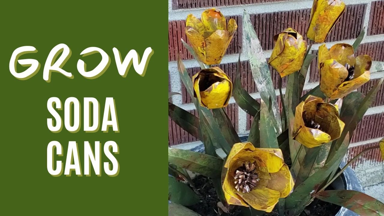 How To Make SODA Can Tulips You Can Display Outdoors