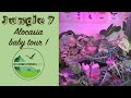 Jungle 7  alocasia tour 