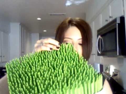 Boon Grass Drying Rack Review Giveaway 100th Video Youtube