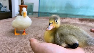 When I show an adult duck to an artificially hatched duck chick ...