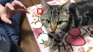 妹と喧嘩になってしまった子猫ｗ
