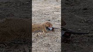 Black Cobra Snake got fainted after various attacks by Mongoose #mongoosevssnake#wildlife#cobra