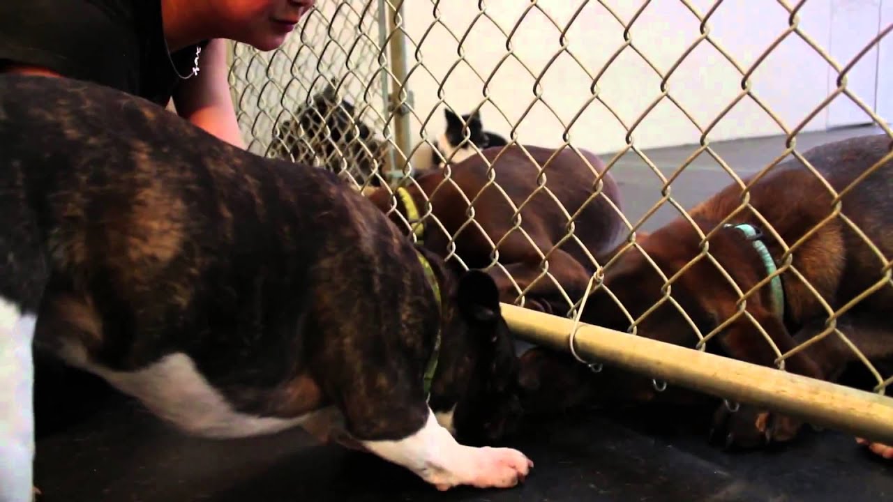 Ruff Stuff Vancouver Full HD - YouTube