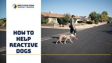 How to help reactive dogs - Working through reactivity with Buddy - Dog