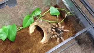 Rehousing My Nhandu Coloratovillosus Brazilian Black And White