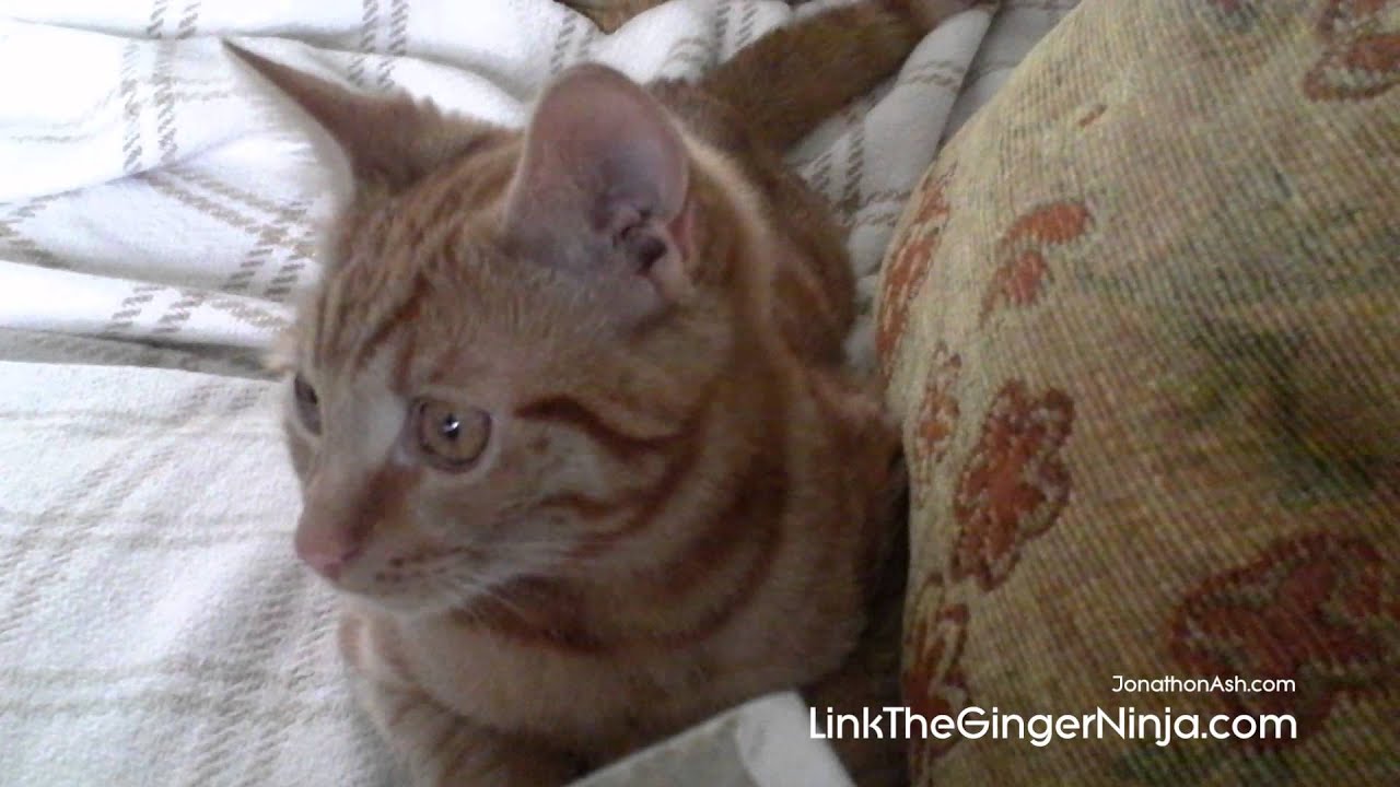Kitten gets jumpy 