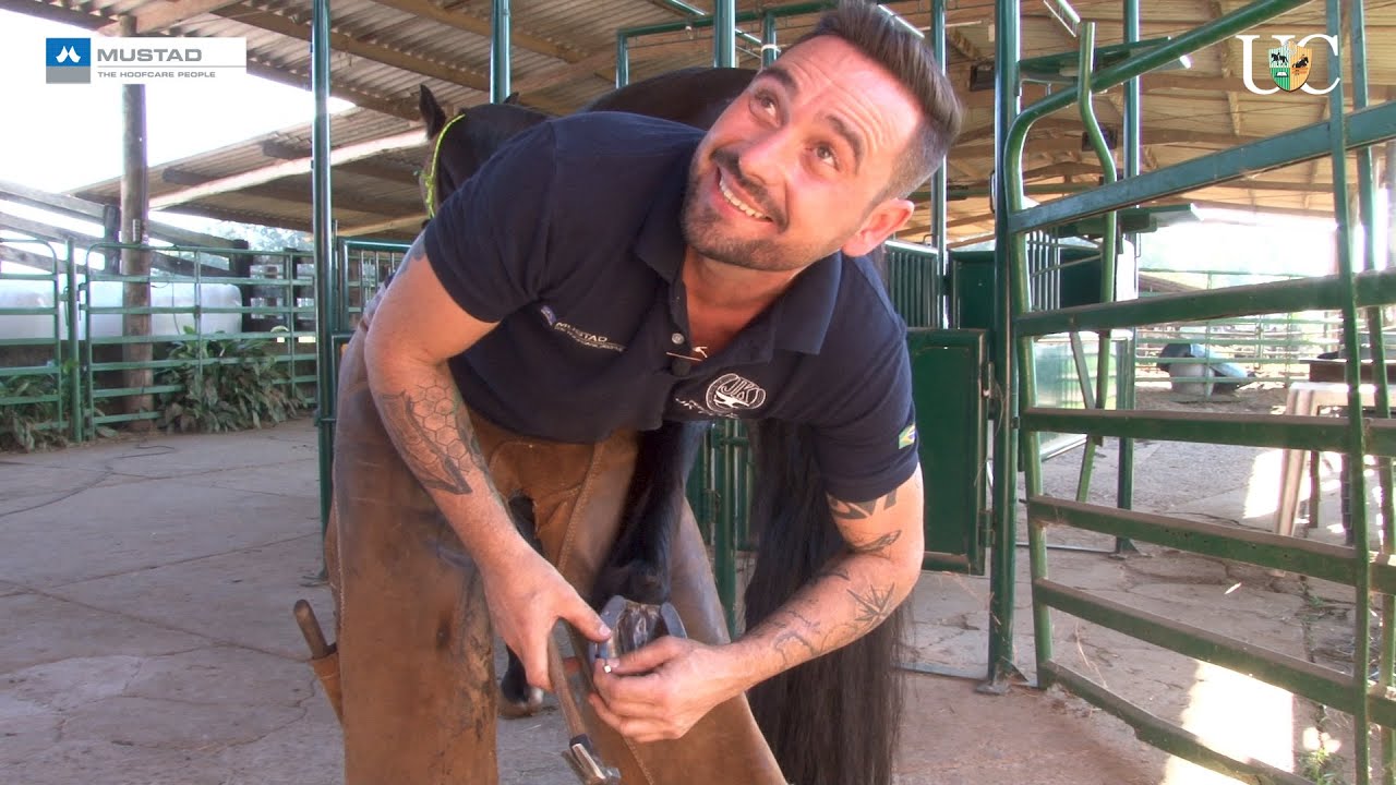 TV UC - Quantos cavalos consigo ferrar