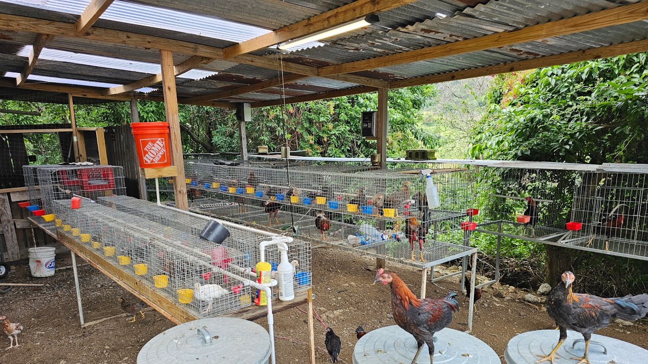 la Parte Fea del Proceso en Los Gallos