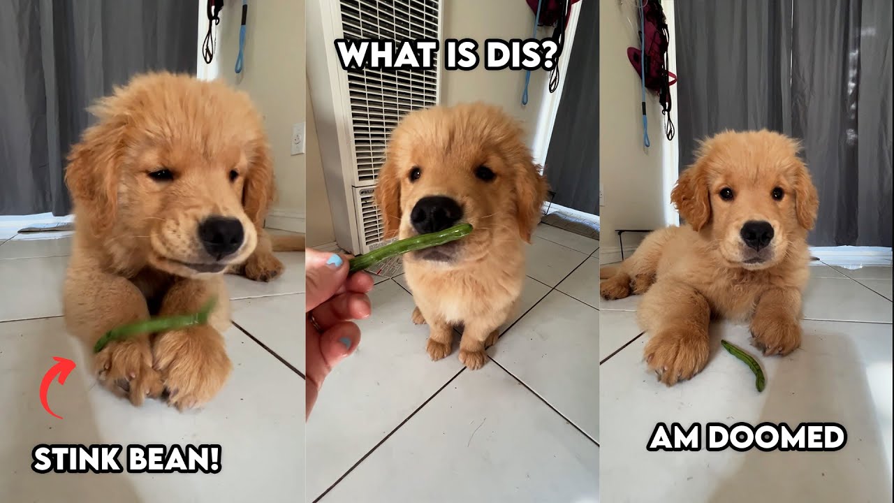 Golden Retriever Puppy Tries a Green Bean!! YouTube