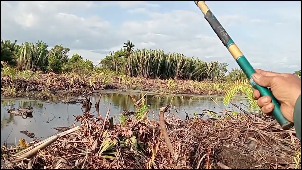 SPOT RAWA BUAYA DI JADIKAN LAHAN KEBUN SAWIT.