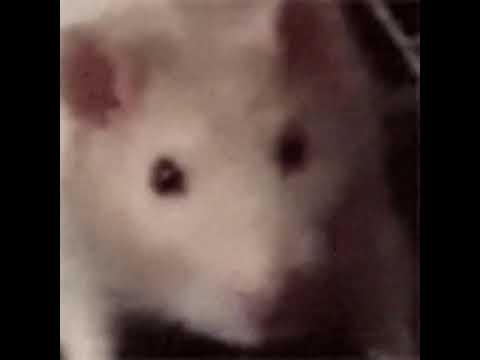 BossmanJack - Bullet with Butterfly Wings (Rat in a Cage)