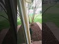 Another New Squirrel 🐿️😁🤪 #squirrels #squirrel #wildlife #pets