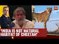 Watch what wildlife expert valmik thapar said on cheetahs dying in india illadvised project