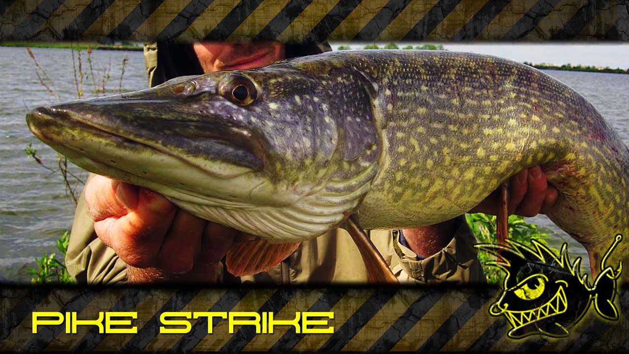 Pike Strike - YouTube