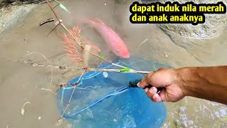 hari ini beruntung .. NEMU IKAN NILA MERAH DAN ANAK ANAKNYA disungai hampir kering