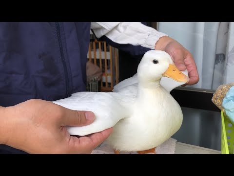 コールダックのいるお庭 Our Pet Call Duck Playing in the