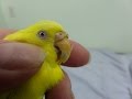 Trimming a Misaligned Beak on a Budgie