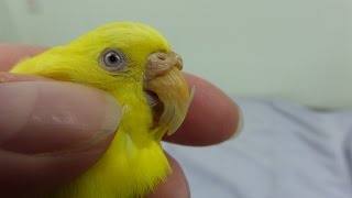 Trimming a Misaligned Beak on a Budgie