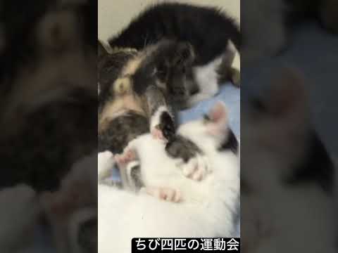 ちび子猫4匹の運動会 #猫 #cat #保護猫 #ねこ #kitten #こねこ #子猫 #cute #animal #babycat #shorts