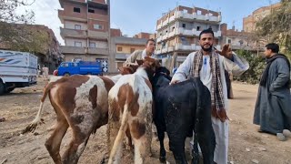 لما زهقت من التجار داخل السوق طلعت اعرفكم الاسعار بس من امام سوق دلوقت