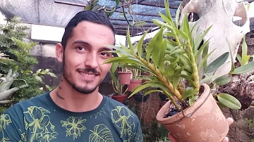 O que fazer para a Dendrobium florir?