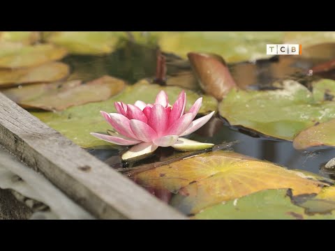 Как сделать дома пруд. Кувшинки