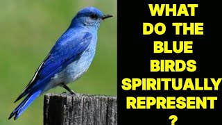 WHAT DO THE BLUE BIRDS SPIRITUALLY REPRESENT ?