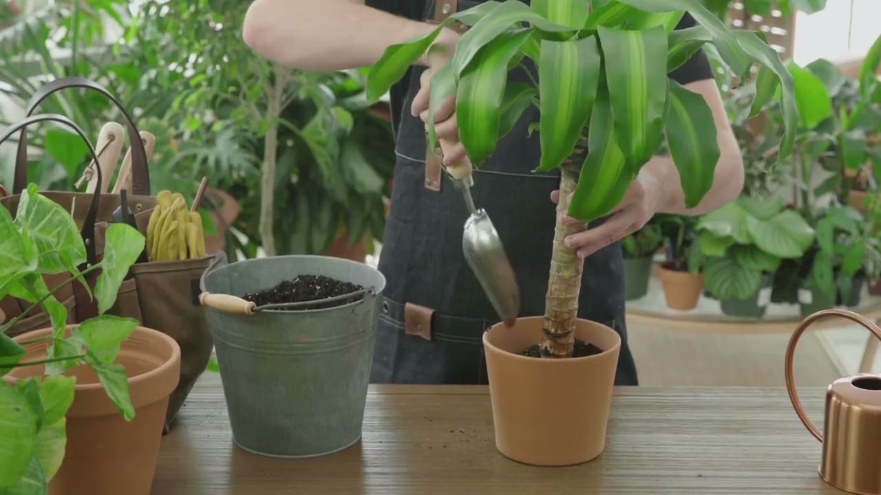 buy jade plants Jade Plant | Friendship Tree
