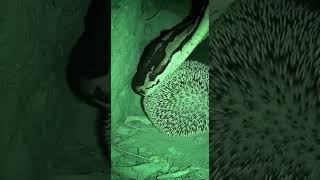 Celebrity Unbelievable Encounter: Hedgehog vs Python! 🦔🐍 Wealth