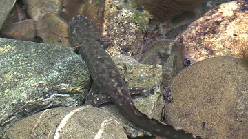 Coastal Giant Salamander in Northern California