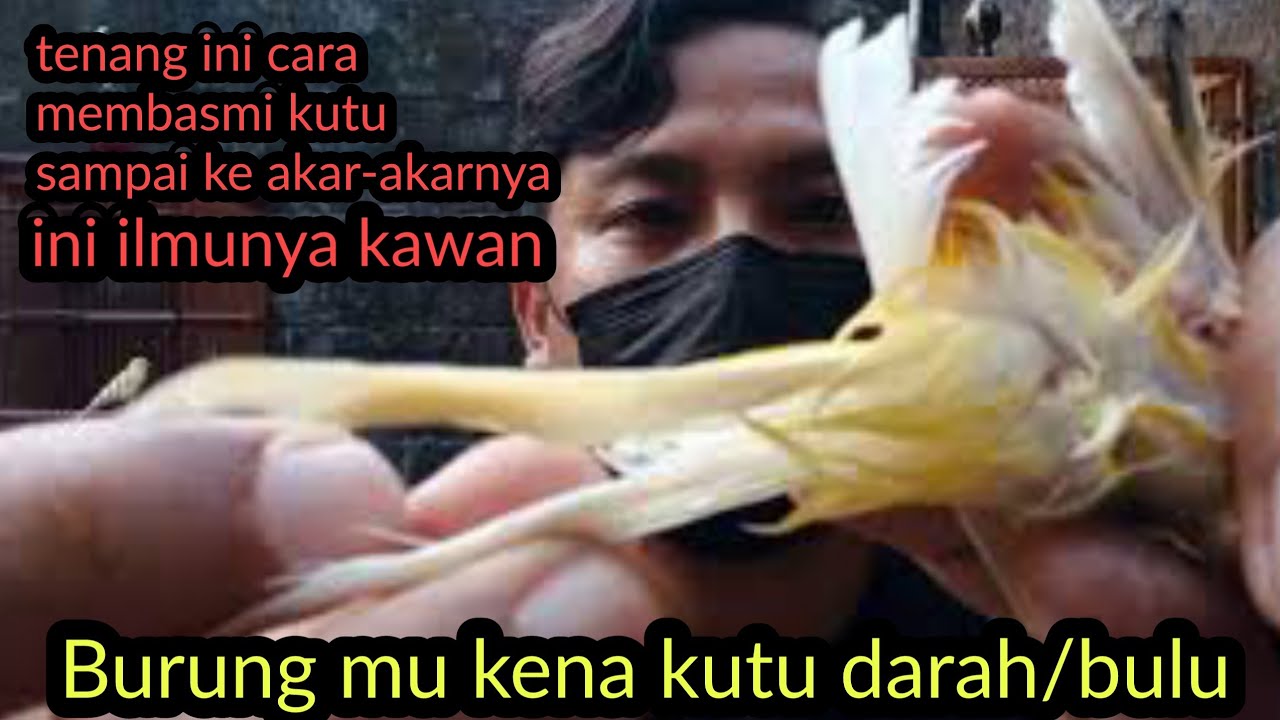 cara memakai kututox untuk menghilangkan semua kutu pada kenari