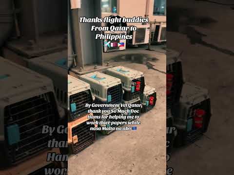 ANOTHER QATARI CATS JUST LANDED IN PHILIPPINES #cat #adoptstrays #cutecat #lifeisbutadream #catlover