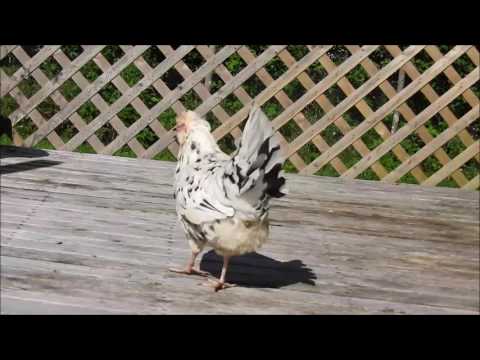 Female chicken crows like a rooster
