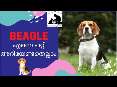 Beagle dog kerala : beagle facts : beagle puppies : dog malayalam
