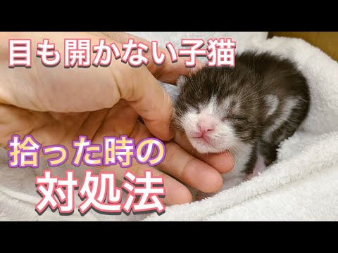 子猫の目が開く時期は？生後10〜14日で知っておくべきケアと成長