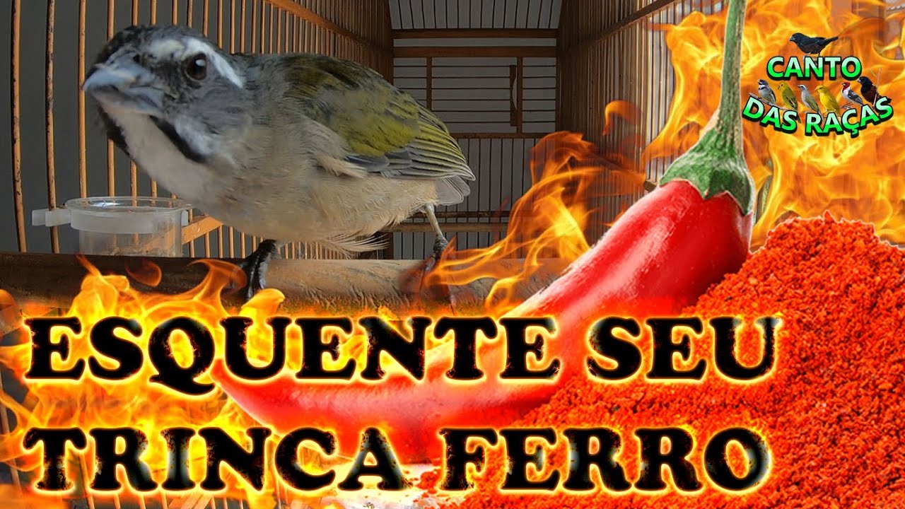 Canto De Pixarro Para Esquentar O Outro Esquente Seu Trinca Ferro 7 By Tf Sadraque Youtube