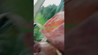 making coconut wine