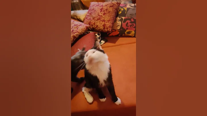 Video 3511251: mainecoon cat funnycat, pets funnycats mainecoon, pets maine