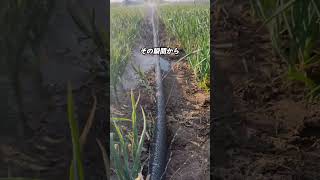水をチビチビ流して収穫量爆上がりした理由