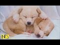 20 HOURS of Deep Sleep Dog Calming Music🐶🎵Dog Separation Anxiety Relief Music🎵Dog Music💖 NadanMusic