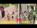 How to Gather Chickens vs How to Gather Cats !!