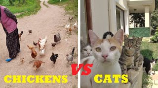 How To Gather Chickens Vs How To Gather Cats !!