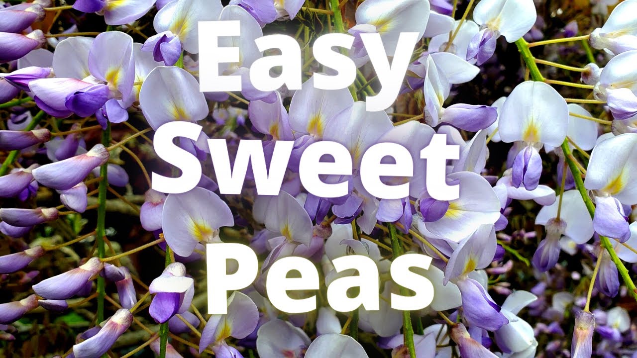 Sweet Peas Growing Guide Soaking, Sowing, Pinching and Planting YouTube