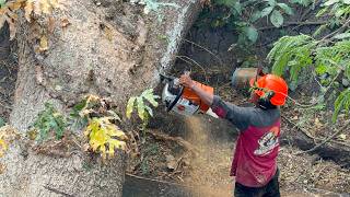 Our Toughest Clearance: 4 Giant Trees Blocked the Entire River!