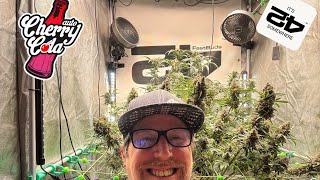 Fast Buds Cherry Cola new lamp Hortispectra QBLE 300