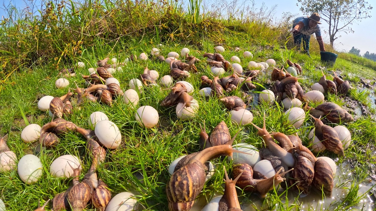 Unbelievable Discovery: Finding Giant Snails and Mystery Eggs in the Field
