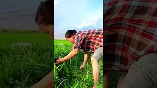 unique way to harvest water spinach #shorts