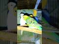 Many Budgie birds, they are all chirping very loudly🦜🦜🦜🦜#birds #birdlovers #budgies #parrot #pets