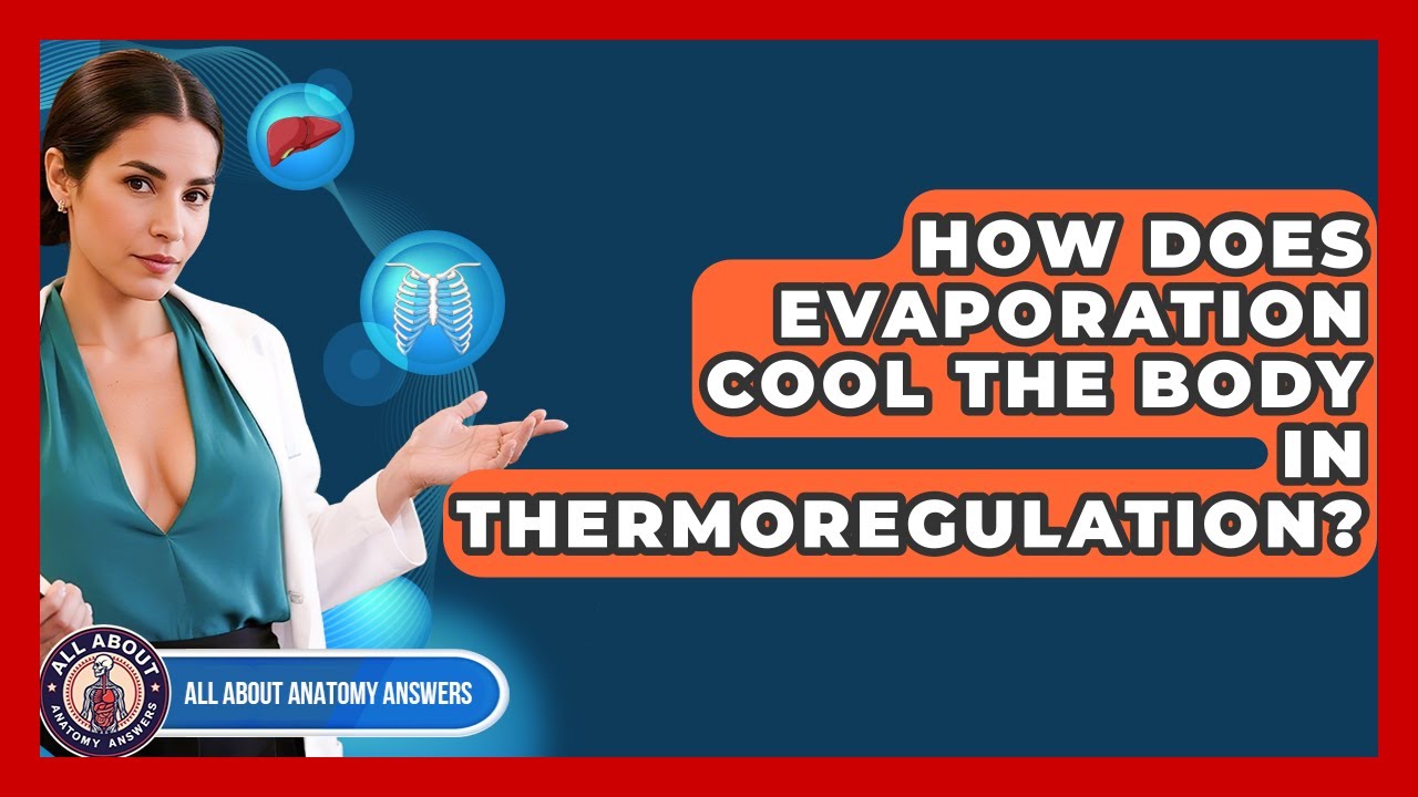 How Does Evaporation Cool The Body In Thermoregulation? - All About ...